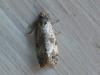 Cochylis molliculana